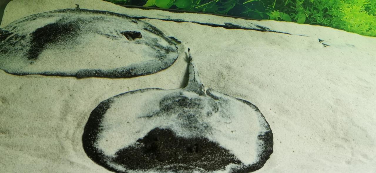 לינה וארוחת בוקר וובה Dolphin House מראה חיצוני תמונה
