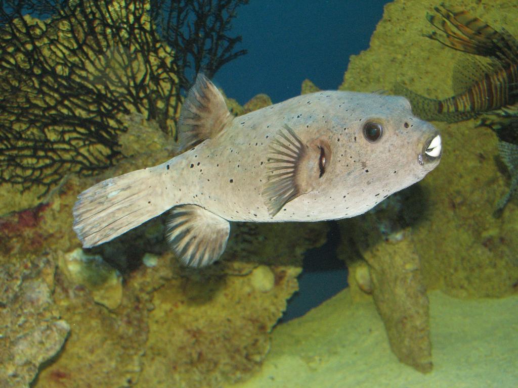 לינה וארוחת בוקר וובה Dolphin House מראה חיצוני תמונה