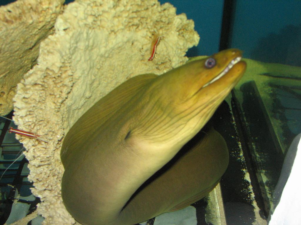 לינה וארוחת בוקר וובה Dolphin House מראה חיצוני תמונה