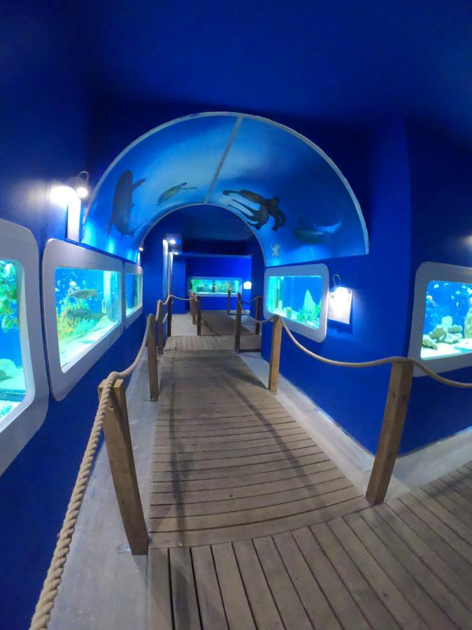 לינה וארוחת בוקר וובה Dolphin House מראה חיצוני תמונה