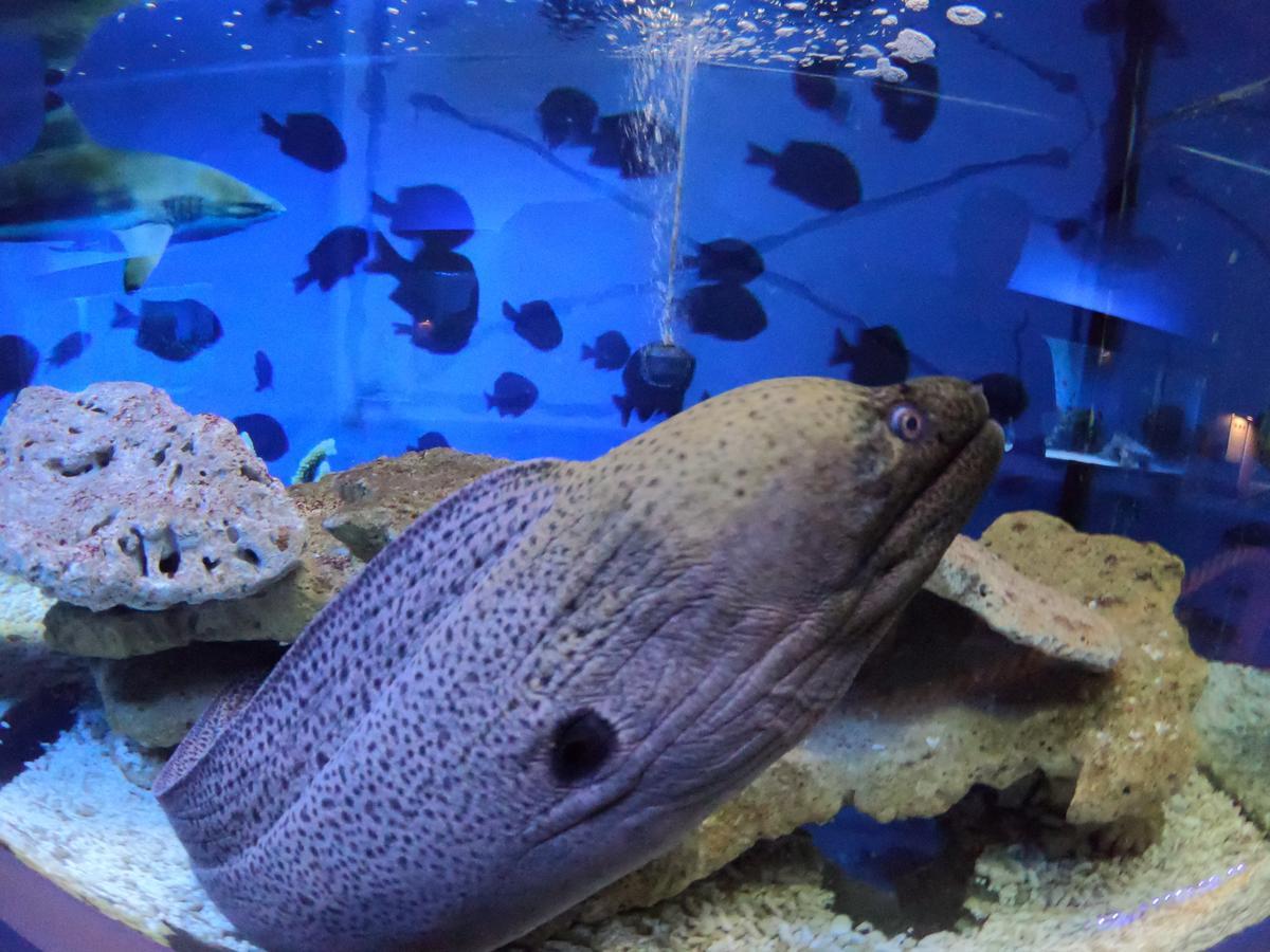 לינה וארוחת בוקר וובה Dolphin House מראה חיצוני תמונה